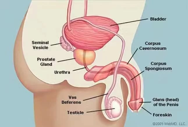 Thailandprostatemassage.com - Home
