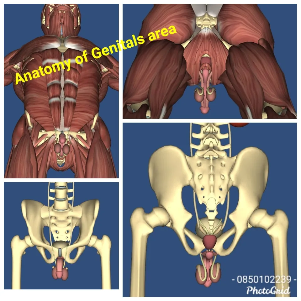 Thailandprostatemassage.com - Home