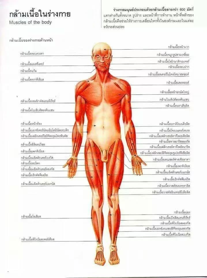 Thailandprostatemassage.com - Home